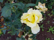 Load image into Gallery viewer, EO - Rose Essential Oil 50ml