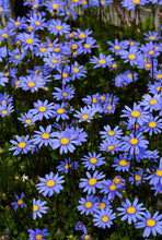 Load image into Gallery viewer, EO - Chamomile Blue Essential oil 10ml
