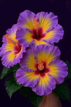 Load image into Gallery viewer, Fragrance Oil Lusak Floral 50 ml