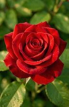 Load image into Gallery viewer, Fragrance Oil - Rose 10ml