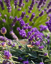 Load image into Gallery viewer, Towel - Hand towel Lavender in Waffle Weave