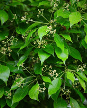 Load image into Gallery viewer, EO - Camphor Essential Oil 10ml