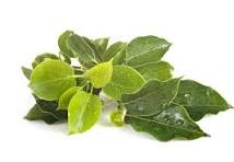 Load image into Gallery viewer, EO - Camphor Essential Oil 10ml