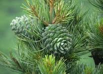 Load image into Gallery viewer, EO - Cedarwood Essential Oil 50ml