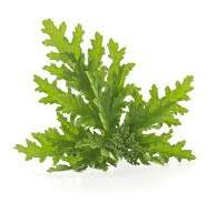 Load image into Gallery viewer, EO - Citronella Essential Oil 10ml