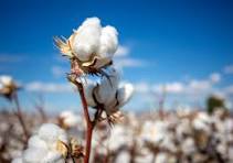 Load image into Gallery viewer, Fragrance Cotton Field 10 mls