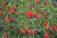Load image into Gallery viewer, Dried Herbs- Hibiscus Flowers 20 grm