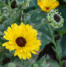 Load image into Gallery viewer, Dried Herbs- Calendula 10 grm