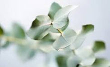 Load image into Gallery viewer, EO - Eucalyptus Essential Oil 10ml