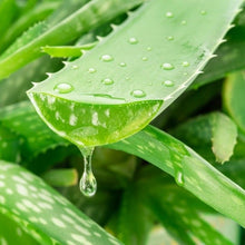 Load image into Gallery viewer, Fragrance Oil - Aloe Vera Water 50mls