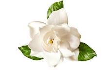 Load image into Gallery viewer, Fragrance Gardenia 10 mls