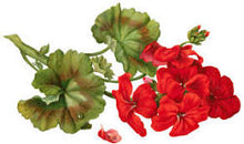 Load image into Gallery viewer, Cold Processed Soap - Wild Geranium