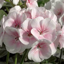 Load image into Gallery viewer, EO - Geranium Essential Oil 50ml