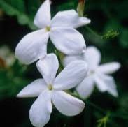 Load image into Gallery viewer, EO  - Jasmine  Essential oil 10ml