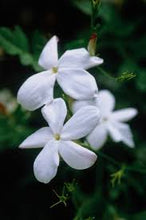 Load image into Gallery viewer, Fragrance Oil - Jasmine 50ml