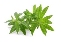 Load image into Gallery viewer, Room Spray lemon verbena - 100ml