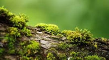Load image into Gallery viewer, Fragrance Oil Moss 10 mls