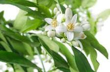 Load image into Gallery viewer, Candle in Glass Jar - Neroli Cotton with Rose Detail
