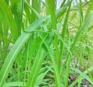 Load image into Gallery viewer, EO - Palmarosa Essential Oil 10ml