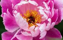 Load image into Gallery viewer, Fragrance Oil - Peony 10ml