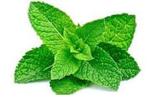 Load image into Gallery viewer, EO - Peppermint Essential Oil 10ml