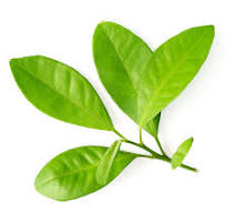 Load image into Gallery viewer, EO - Petitgrain Essential Oil 10ml