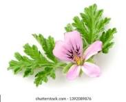 Load image into Gallery viewer, EO  - Rose Geranium Essential Oil 10ml