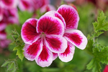 Load image into Gallery viewer, Fragrance Oil - Rose Geranium 10 mls