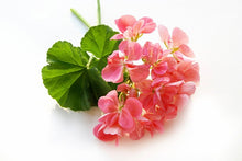 Load image into Gallery viewer, Fragrance Oil - Rose Geranium 10 mls