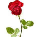 Load image into Gallery viewer, Fragrance  Oil -  Rose 10ml