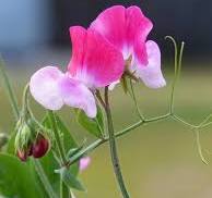 Load image into Gallery viewer, Fragrance Sweet Pea 10 mls