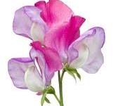 Load image into Gallery viewer, Fragrance Sweet Pea 10 mls