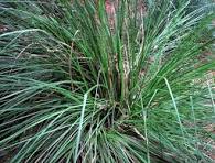 Load image into Gallery viewer, EO - Vetiver Essential Oil 10ml