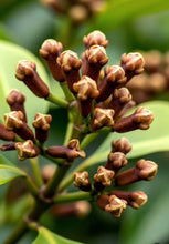 Load image into Gallery viewer, EO - Clove Bud Essential Oil 10ml