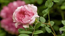 Load image into Gallery viewer, Perfume Spray - Wild Rose - 100ml