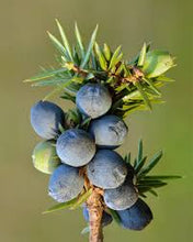 Load image into Gallery viewer, E O - Juniper 10ml