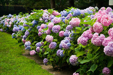 Load image into Gallery viewer, Towel - Hydrangea Hand Towel with Embroidery - Waffle Weave