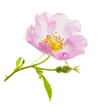 Load image into Gallery viewer, Fragrance Oil - Wild Rose 10ml