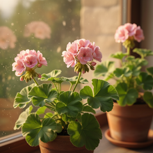 Load image into Gallery viewer, Herbal - Body Scrub Rose Geranium & Moringa 250 mls