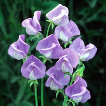 Load image into Gallery viewer, Room Spray  No 5 Sweet Pea Gardenia  200
