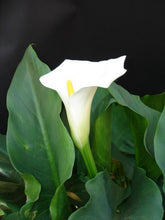 Load image into Gallery viewer, Arum Lily Hand Towel with Embroidery - Waffle Weave