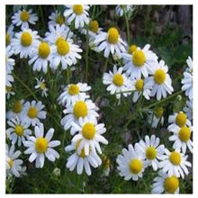 Load image into Gallery viewer, EO - Blue Chamomile Essential Oil 10ml