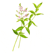 Load image into Gallery viewer, Fragrance Oil  - Lemon Verbena 10 ml