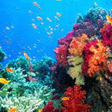 Load image into Gallery viewer, Fragrance Oil -   Marine 10ml