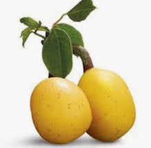 Load image into Gallery viewer, Fragrance Oil  -  Marula 10ml