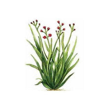 Load image into Gallery viewer, EO - Palmarosa Essential Oil 10ml