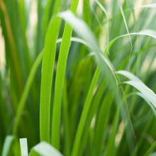 Load image into Gallery viewer, EO - Palmarosa Essential Oil 10ml