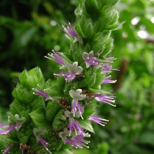 Load image into Gallery viewer, EO - Patchouli Essential Oil 10ml