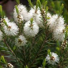 Load image into Gallery viewer, EO - Tea Tree Essential Oil 50ml