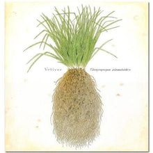 Load image into Gallery viewer, EO - Vetiver Essential Oil 10ml